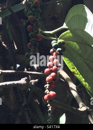 Coffee beans in Sri Lanka Stock Photo