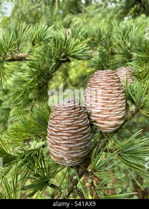 Passing by this beautiful cedar tree, which looks like it’s been painted. Superb. Stock Photo