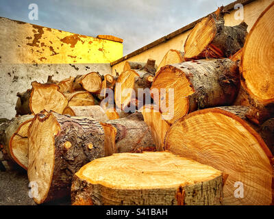 Stacked pile of cut logs in the shadows of the golden evening Sun light. Stock Photo