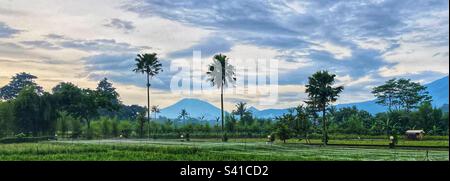Panoramic view over rice fields of Mt Ungaran and Mt Merapi Volcanos in Central Java Indonesia at Sunrise Stock Photo