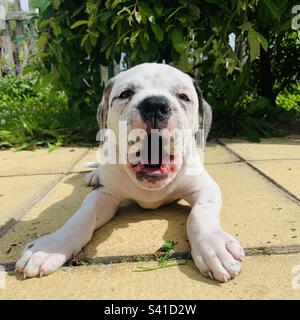 Puppy yawning Stock Photo