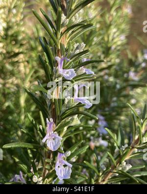 Flowering Rosemary. Pale lilac spring flowers amongst the deep green needle like leaves of the Mediterranean herb Rosemary. Stock Photo
