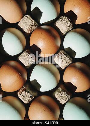 A carton of a dozen pasture-raised free range eggs from Americana and Rhode Island Red Sexling chickens, from Hazelman Farms in West Milford, NJ. Stock Photo