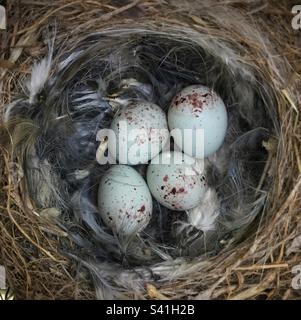 Birds nest in an olive tree, Catalunya, Spain. Stock Photo