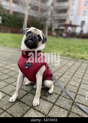 A cute puppy pug, this dog is 6 months old in this picture, it is his first time wearing clothes. Stock Photo