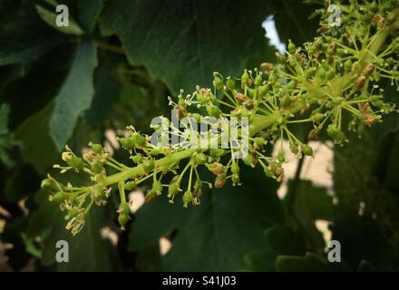 Syrah grapevine in fruit set, Catalunya, Spain. Stock Photo