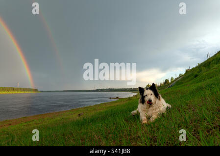 A white dog of the Yakut Laika breed lies and licks on the hilly shore with the houses of the village of Suntar by the river with a double rainbow. Stock Photo