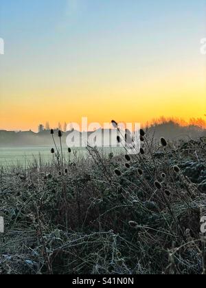 Frosty morning with silhouetted teasel heads against a dawn sky. Stock Photo