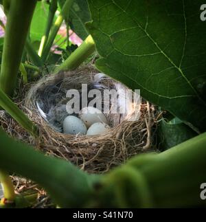 Birds nest in the vineyard, Catalunya, Spain. Stock Photo
