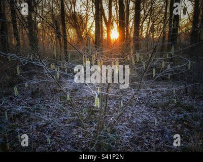 Small yellow catkins on a hazel tree in winter sunlight. Stock Photo