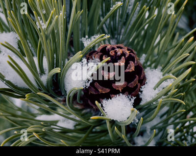 Close up of a pine cone amongst pine needles on a tree branch covered by fresh snow flakes. Stock Photo