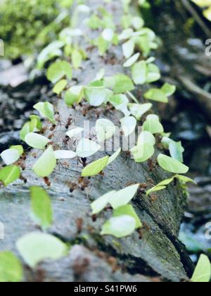 Leaf cutter ants carrying bits of leaves in a line on a tree in the forest in Costa Rica Stock Photo
