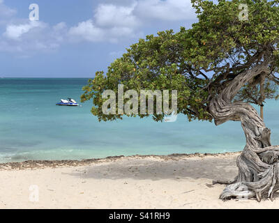 Divi divi tree on Eagle Beach in Aruba with the Caribbean Sea in the background and a jet ski Stock Photo