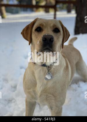 Yellow Labrador Retriever standing in the snow Stock Photo