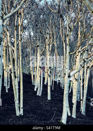 Aspen trees in winter Stock Photo