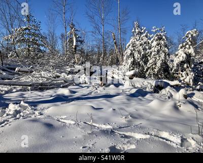 Out for a walk in the woods with my Bernedoodle puppy the day after a winter storm. Stock Photo