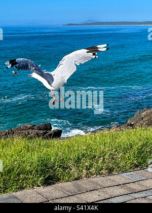 Seagul in flight, Australian silver gull, wings spread, ocean in sigh Stock Photo