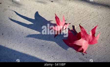 Two red maple tree leaves, casting long shadows on cement sidewalk where they fell. Late afternoon in Southern California Stock Photo