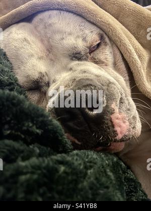 Dog wrapped up in blankets Stock Photo