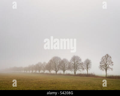 Trees in the mist. Oxfordshire Stock Photo