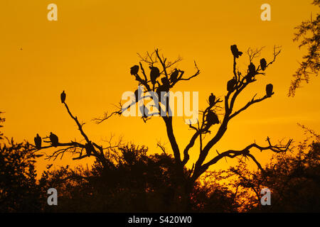 Vultures in a tree, photographed on safari in South Africa Stock Photo