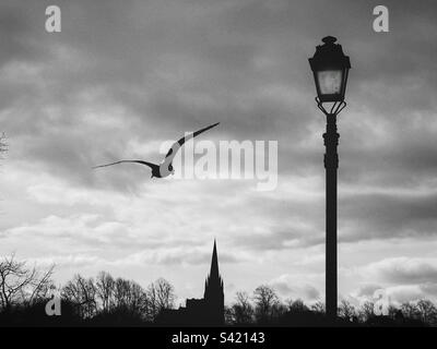 Gull flying over river Dee in Chester with St Mary,a curve in background and traditional street lamp in silhouette in foreground Stock Photo