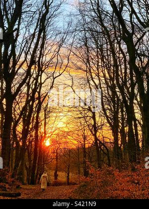 Single woman walking in the woods at sunset in winter Stock Photo