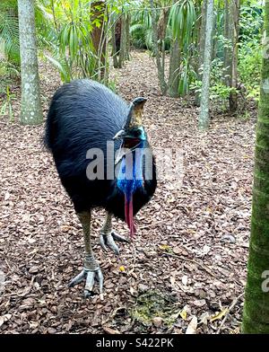Emu, the second largest bird in the world, from Australia Stock Photo