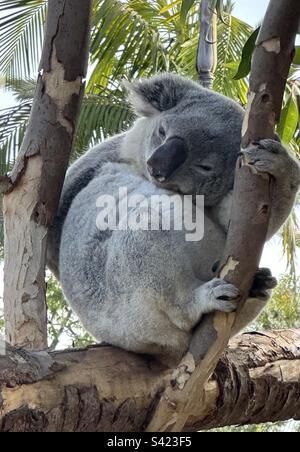 Koala (Phascolarctos cinereus) scratching an itch at the San Diego Zoo in Balboa Park, San Diego, California. Stock Photo