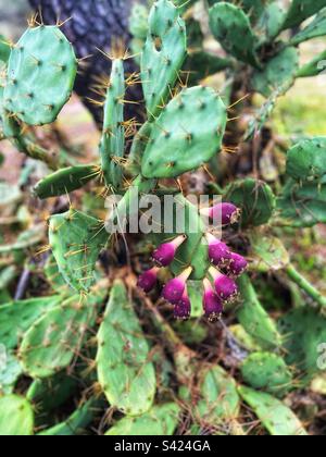 Close up of Opuntia the prickly pear succulent with purple flowers seen on island Ilha de Tavira coastline near Atlantic Ocean Stock Photo