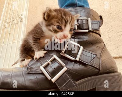 Puss n' Boots Stock Photo