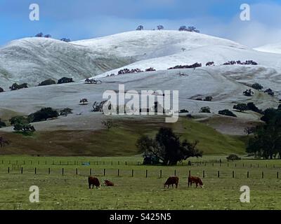 Cattle graze on a Ranch in Carmel Valley after a snow storm in February – Monterey County, California Stock Photo