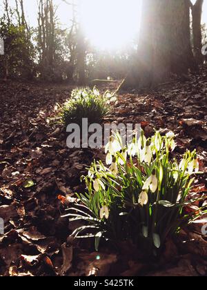 Snowdrops on the woodland floor Stock Photo