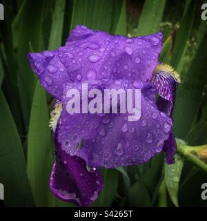 Iris germanics in rain, Catalonia, Spain. Stock Photo
