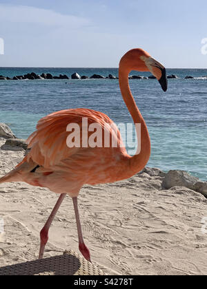 Flamingo walking on a caribbean Beach Stock Photo