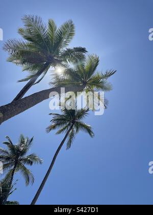 Palm trees in front of the midday sun Stock Photo