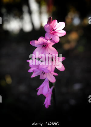 Bright pink flowers highlighted by the afternoon sun Stock Photo