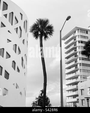 Palm tree and buildings, Faena District, Miami Beach, Florida, United States Stock Photo