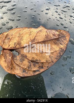 Leaf on a Green Car Stock Photo