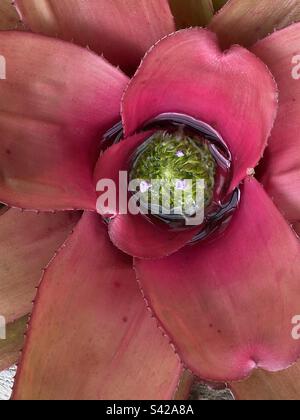 A unique tropical bromeliad found in the Queen Sirikit botanical garden – northern Thailand Stock Photo