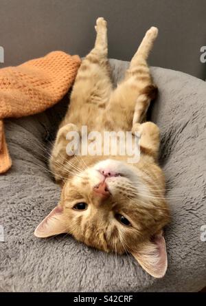 Ginger tabby cat relaxing in his bed Stock Photo