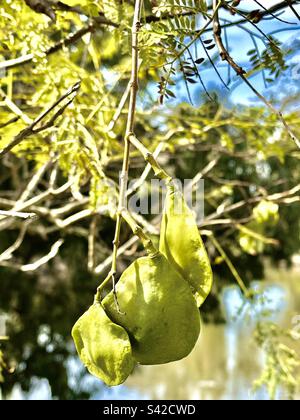 Fruit (seed pods) of the jacaranda tree (Jacaranda mimosifolia) in Huntington Central Park, Huntington Beach, California. Stock Photo