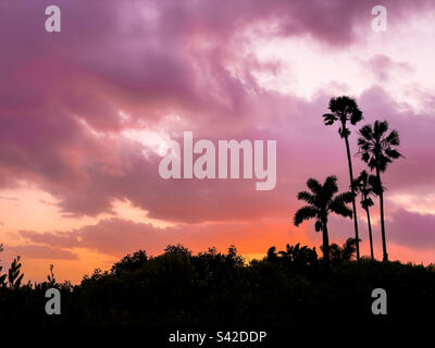 Dramatic sunset skies with silhouette of palm trees. Stock Photo