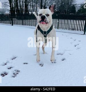 Dog playing in the snow Stock Photo