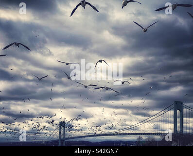 A flock of seagulls flying towards the Verrazano-Narrows Bridge in Brooklyn, New York Stock Photo