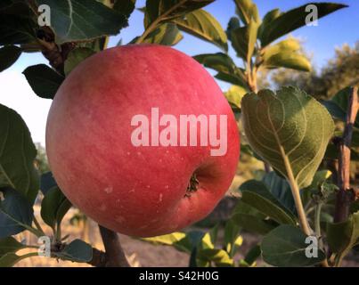 Pink apple ripening on the tree, Catalonia, Spain. Stock Photo