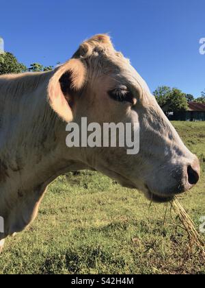 Profile of a white cow chewing grass Stock Photo