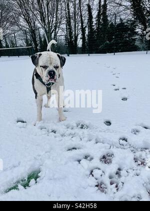 Dog playing in the snow Stock Photo