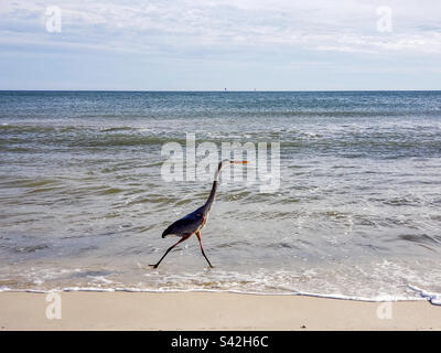 Great Blue Heron on the beach Stock Photo