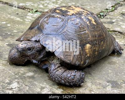 100 year-old, male, spur, thigh, tortoise Stock Photo